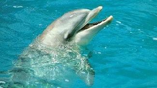 Foto eines Delfins